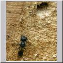 Crossocerus cf distinguendus - Grabwespe 01.jpg